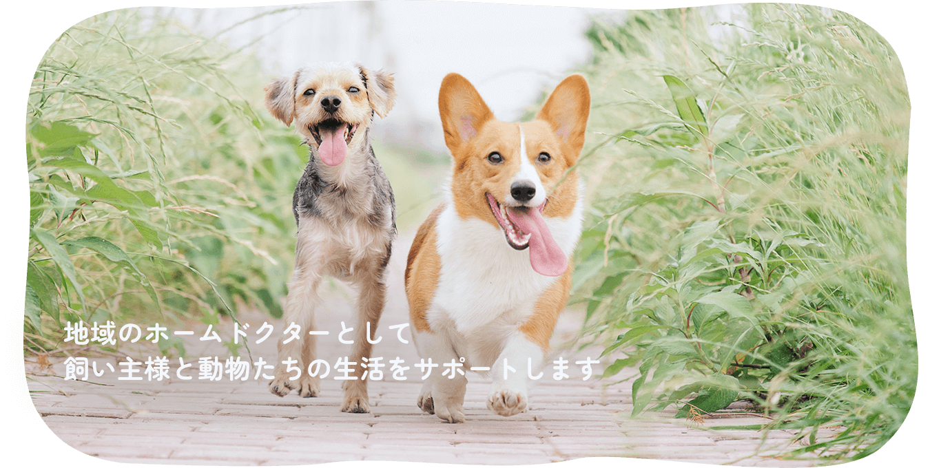 犬 動物たちとご家族のより良い生活のために