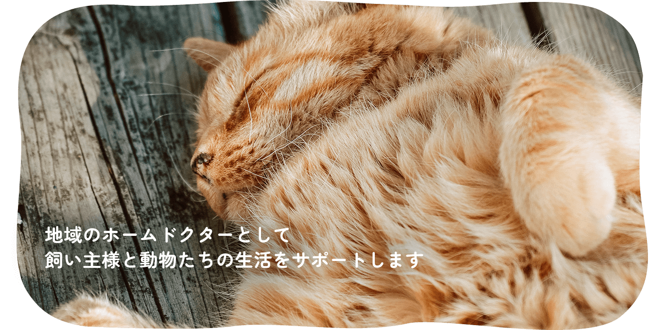猫 動物たちとご家族のより良い生活のために